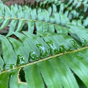 Meet your Posher, Buyanaa